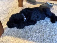 Dolly, a female Giant Schnauzer for sale in Cleburne, TX – Photo 10 of 10