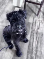 Dolly, a female Giant Schnauzer for sale in Cleburne, TX – Photo 4 of 10