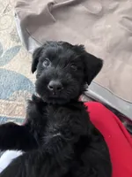 Dolly, a female Giant Schnauzer for sale in Cleburne, TX – Photo 7 of 10