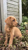 Arrow, a female Labradoodle and Labrador Retriever for sale in East Earl, PA – 2 of 2