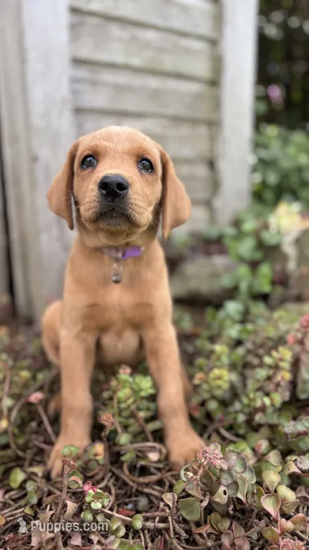 Arrow – Labradoodle, Labrador Retriever puppy for sale in East Earl, PA