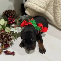 Bella, a female Doberman Pinscher for sale in Greenville, MS – Photo 1 of 6