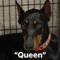 Bella, a female Doberman Pinscher for sale in Greenville, MS – Photo 5 of 6