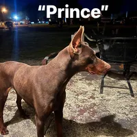 Bella, a female Doberman Pinscher for sale in Greenville, MS – Photo 6 of 6