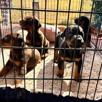 Shadow, a female Doberman Pinscher for sale in Greenville, MS – Photo 2 of 6