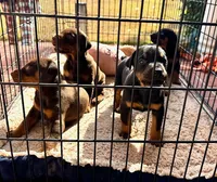 processed/577350d7-4e10-46ac-9cad-5fef909d8edd/listing/544ccd44-ddd1-4b01-bac8-5f374875ee4c/262701f6-a69b-4b23-87cc-6e075ddec08d