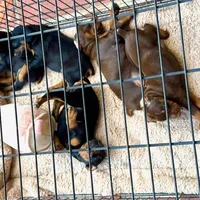 Shadow, a female Doberman Pinscher for sale in Greenville, MS – Photo 3 of 6