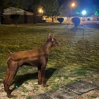 Shadow, a female Doberman Pinscher for sale in Greenville, MS – Photo 6 of 6