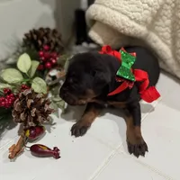 Shadow, a female Doberman Pinscher for sale in Greenville, MS – Photo 1 of 6