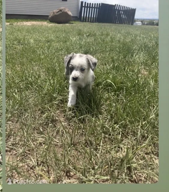 Blue Merle girl – Miniature Australian Shepherd puppy for sale in Kiowa, CO