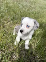Blue Merle girl, a female Miniature Australian Shepherd for sale in Kiowa, CO – 3 of 3