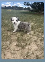 Blue Merle Boy 1, a male Miniature Australian Shepherd for sale in Kiowa, CO – 2 of 3