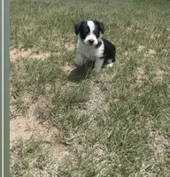 Tri colored boy, a male Miniature Australian Shepherd for sale in Kiowa, CO – 2 of 3