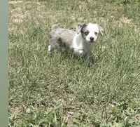 Blue Merle girl, a female Miniature Australian Shepherd for sale in Kiowa, CO – 2 of 3
