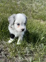 Blue Merle Boy 2, a male Miniature Australian Shepherd for sale in Kiowa, CO – 2 of 3