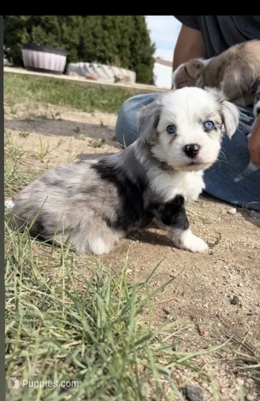Blue Merle Boy 2 – Miniature Australian Shepherd puppy for sale in Kiowa, CO
