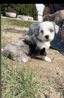 Blue Merle Boy 2, a male Miniature Australian Shepherd for sale in Kiowa, CO – 1 of 3
