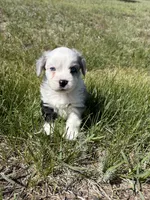 Blue Merle Boy 2, a male Miniature Australian Shepherd for sale in Kiowa, CO – 3 of 3