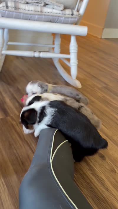 Blue Merle Boy 1, a male Miniature Australian Shepherd for sale in Kiowa, CO – 3 of 3