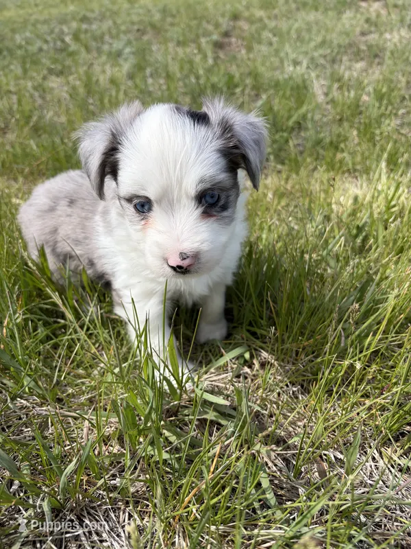 Blue Merle Boy 1 – Miniature Australian Shepherd puppy for sale in Kiowa, CO