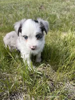 Blue Merle Boy 1, a male Miniature Australian Shepherd for sale in Kiowa, CO – 1 of 3