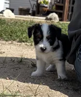 Tri colored boy, a male Miniature Australian Shepherd for sale in Kiowa, CO – 1 of 3