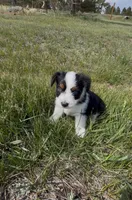 Tri colored boy, a male Miniature Australian Shepherd for sale in Kiowa, CO – 3 of 3