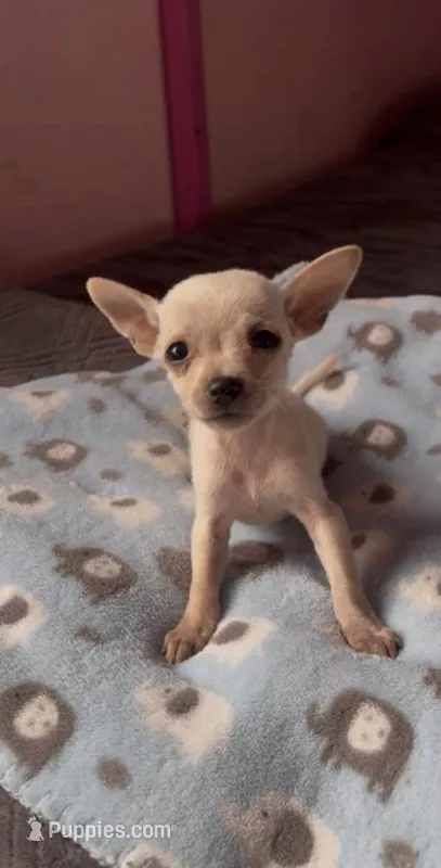 Sol – Chihuahua puppy for sale in San Jose, CA