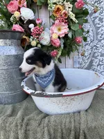 Tacoma, a male Australian Shepherd for sale in Berryville, AR – 8 of 10