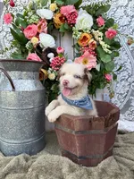 Dallas, a male Australian Shepherd for sale in Berryville, AR – 4 of 8