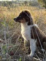 Tucker, a male Australian Shepherd for sale in Berryville, AR – 5 of 6