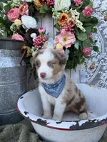 Houston, a male Australian Shepherd for sale in Berryville, AR – 3 of 7