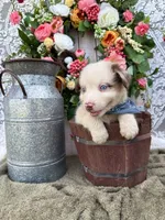 Dallas, a male Australian Shepherd for sale in Berryville, AR – 5 of 8
