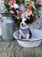 Tacoma, a male Australian Shepherd for sale in Berryville, AR – 3 of 10
