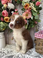 Destin, a male Australian Shepherd for sale in Berryville, AR – 3 of 10