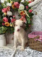 Dallas, a male Australian Shepherd for sale in Berryville, AR – 3 of 8