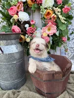 Dallas, a male Australian Shepherd for sale in Berryville, AR – 6 of 8