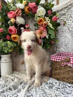 Dallas, a male Australian Shepherd for sale in Berryville, AR – 2 of 8
