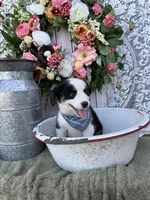 Tacoma, a male Australian Shepherd for sale in Berryville, AR – 10 of 10