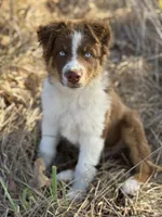 Tucker, a male Australian Shepherd for sale in Berryville, AR – 1 of 6