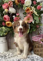 Destin, a male Australian Shepherd for sale in Berryville, AR – 2 of 10