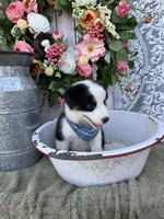 Tacoma, a male Australian Shepherd for sale in Berryville, AR – 5 of 10