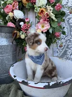 Houston, a male Australian Shepherd for sale in Berryville, AR – 5 of 7