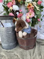 Destin, a male Australian Shepherd for sale in Berryville, AR – 8 of 10