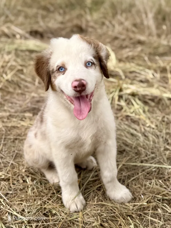 Dallas – Australian Shepherd puppy for sale in Berryville, AR