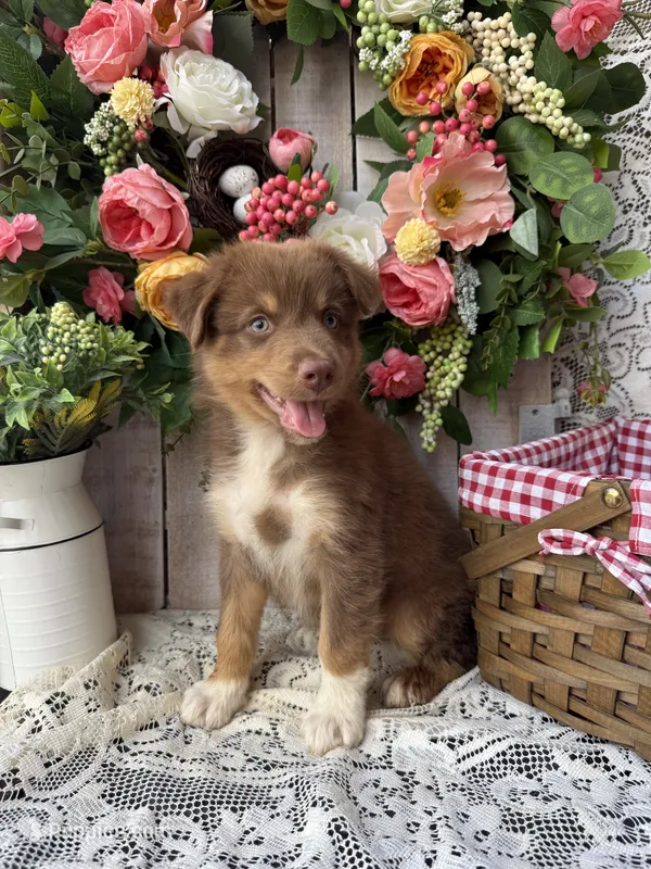 Denver – Australian Shepherd puppy for sale in Berryville, AR