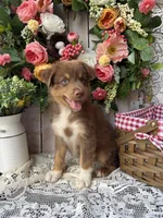 Denver, a female Australian Shepherd for sale in Berryville, AR – 1 of 3