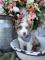 Houston, a male Australian Shepherd for sale in Berryville, AR – 4 of 7
