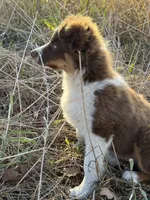 Tucker, a male Australian Shepherd for sale in Berryville, AR – 4 of 6