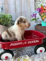 Dallas, a male Australian Shepherd for sale in Berryville, AR – 8 of 8
